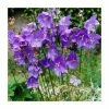 Campanula persicifolia 'Blue' | 10.5cm Pot -June Plants Sales Store PL50780 main image 2a64