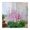 Delphinium Magic Fountain 'Deep Rose with White Bee' | 10.5cm Pot 1 Delphinium Magic Fountain 'Deep Rose with White Bee' | 10.5cm Pot -June Plants Sales Store PL50782 main image fa8e