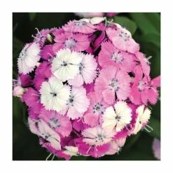 Dianthus barbatus 'Dash F1 Magician' | 10.5cm Pot
