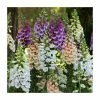 Digitalis purpurea 'Dalmation Mix' | 3 x 10.5cm Pots 1 Digitalis purpurea 'Dalmation Mix' | 3 x 10.5cm Pots -June Plants Sales Store PL50784 main image d1cb