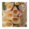 Digitalis purpurea 'Dalmation Peach' | Foxglove -June Plants Sales Store PL50785 main image 603c