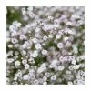 Gypsophila paniculata 'Snowflake' | 10.5cm Pot -June Plants Sales Store PL50790 main image b3ab