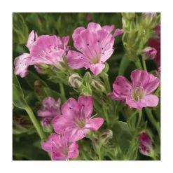 Gypsophila repens 'Rosella' | 10.5cm Pot