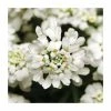 Iberis sempervirens 'Whiteout' | 10.5cm Pot 2 Iberis sempervirens 'Whiteout' | 10.5cm Pot -June Plants Sales Store PL50792 main image 59ba