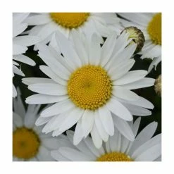 Leucanthemum 'Madonna' | 10.5cm Pot