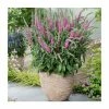 Veronica spicata 'Rose' | 10.5cm Pot -June Plants Sales Store PL50802 main image e332
