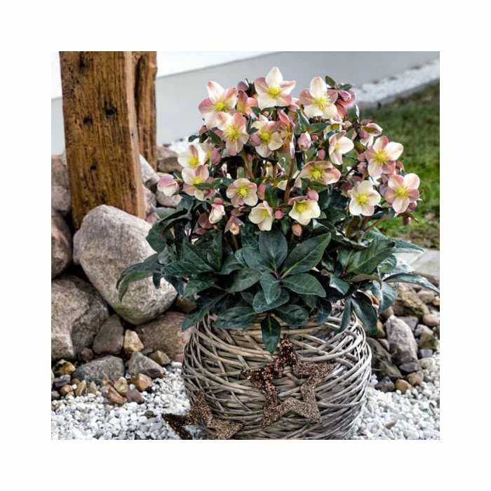 2ft Helleborus 'Maestro' | 4.5L Pot | Helleborus Gold Collection® 5 2ft Helleborus 'Maestro' | 4.5L Pot | Helleborus Gold Collection® - Image 3