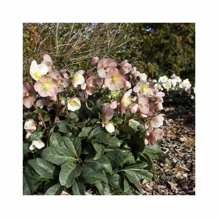 2ft Helleborus 'Maestro' | 4.5L Pot | Helleborus Gold Collection® 4 2ft Helleborus 'Maestro' | 4.5L Pot | Helleborus Gold Collection® - Image 2