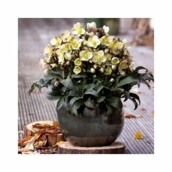 2ft Helleborus 'Marlon' | 4.5L Pot | Helleborus Gold Collection® 7 2ft Helleborus 'Marlon' | 4.5L Pot | Helleborus Gold Collection® -June Plants Sales Store PL52008 add image 1 b8da