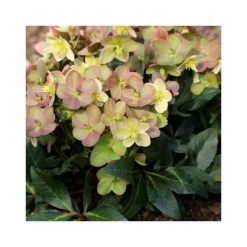 June Plants Sales Store 12 2ft Helleborus 'Marlon' | 4.5L Pot | Helleborus Gold Collection®