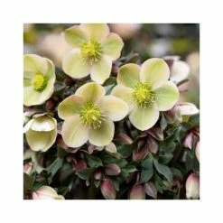 2ft Helleborus 'Monte Christo' | 4.5L Pot | Helleborus Gold Collection® -June Plants Sales Store PL52009 add image 1 d6e5