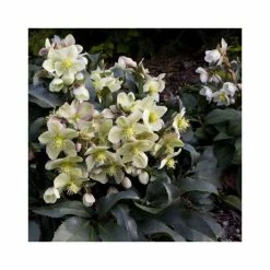 2ft Helleborus 'Monte Christo' | 4.5L Pot | Helleborus Gold Collection® -June Plants Sales Store PL52009 add image 2 033a