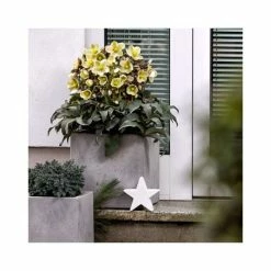 2ft Helleborus 'Monte Christo' | 4.5L Pot | Helleborus Gold Collection®