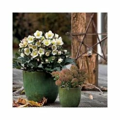 2ft Helleborus 'Shooting Star' | 4.5L Pot | Helleborus Gold Collection® -June Plants Sales Store PL52010 add image 1 4e37