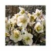 2ft Helleborus 'Shooting Star' | 4.5L Pot | Helleborus Gold Collection®