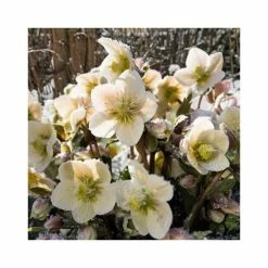 June Plants Sales Store 14 2ft Helleborus 'Shooting Star' | 4.5L Pot | Helleborus Gold Collection®