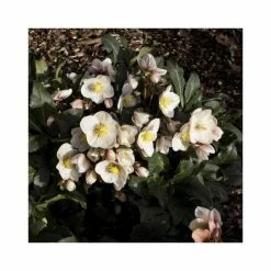 June Plants Sales Store -June Plants Sales Store PL52010 rollover image 4fa6