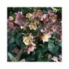 2ft Helleborus 'Merlin' | 4.5L Pot | Helleborus Gold Collection® -June Plants Sales Store PL52013 main image 8c43