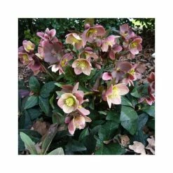 2ft Helleborus 'Merlin' | 4.5L Pot | Helleborus Gold Collection®