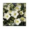 2ft Helleborus 'Ice N' Roses® White' | 4.5L Pot | Helleborus Gold Collection® 2 2ft Helleborus 'Ice N' Roses® White' | 4.5L Pot | Helleborus Gold Collection® -June Plants Sales Store PL52018 main image d82c