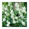 Alcea rosea 'Chaters Double White' | Hollyhock -June Plants Sales Store PL52028 main image 95e9