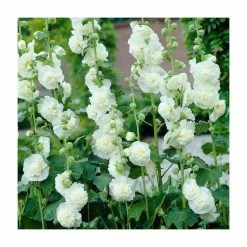 Alcea rosea 'Chaters Double White' | Hollyhock