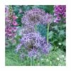 Allium christophii | 10.5cm Pot -June Plants Sales Store PL52049 main image 49a5