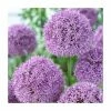 Allium Gladiator | 13cm Pot -June Plants Sales Store PL52050 main image ad0c