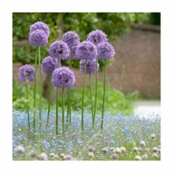 Allium Gladiator | 13cm Pot -June Plants Sales Store PL52050 rollover image 5c26