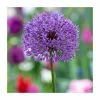 Allium 'Purple Sensation' | 13cm Pot -June Plants Sales Store PL52051 main image 014a
