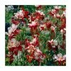 Aquilegia caerulea 'Crimson Star' | 2L Pot -June Plants Sales Store PL52053 main image 5ec9