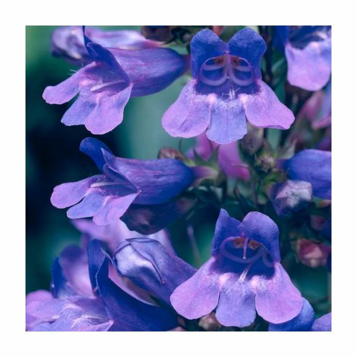 Penstemon 'Heavenly Blue' | 2L Pot 3 Penstemon 'Heavenly Blue' | 2L Pot