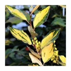 20-25cm Elaeagnus ebbengei 'Coastal Gold' | 17cm Pot -June Plants Sales Store PL52131 rollover image 5002