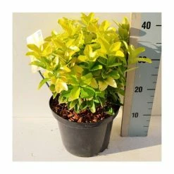30-35cm Euonymus japonicus 'El Dorado' | 17cm Pot -June Plants Sales Store PL52136 rollover image 805b