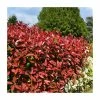 Photinia x fraseri 'Little Red Robin' -June Plants Sales Store PL52141 main image 1486