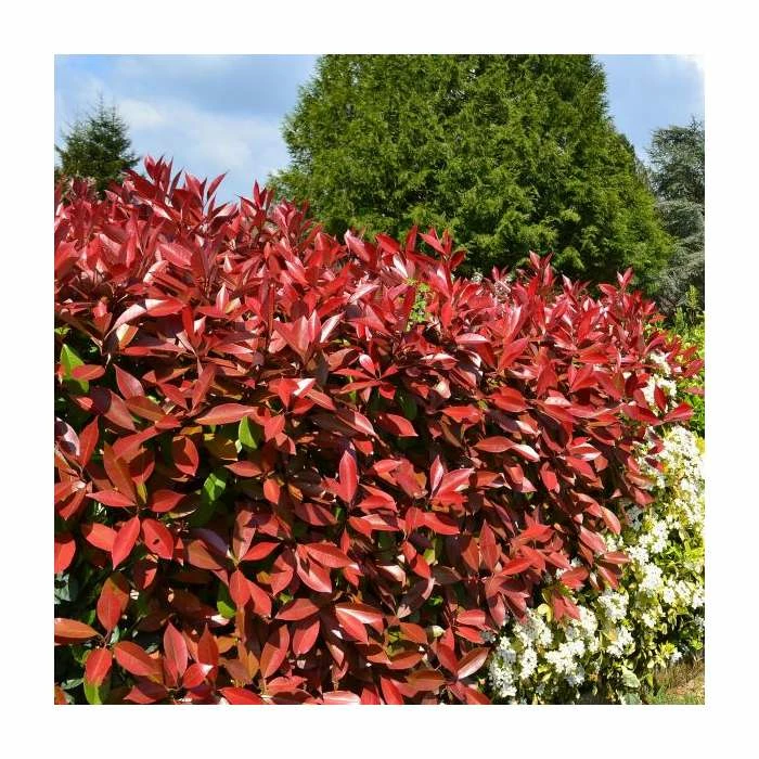 Photinia x fraseri 'Little Red Robin' 3 Photinia x fraseri 'Little Red Robin'