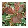 30-35cm Photinia fraseri 'Pink Marble' | 17cm Pot -June Plants Sales Store PL52142 main image c58e