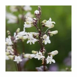 Penstemon 'Husker Red' | 10.5cm Pot