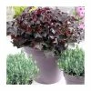 Heuchera 'Purple Palace' | 10.5cm Pot -June Plants Sales Store PL5511 main image 99fd