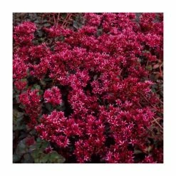 Sedum spurium 'Coccineum' | 10.5cm Pot