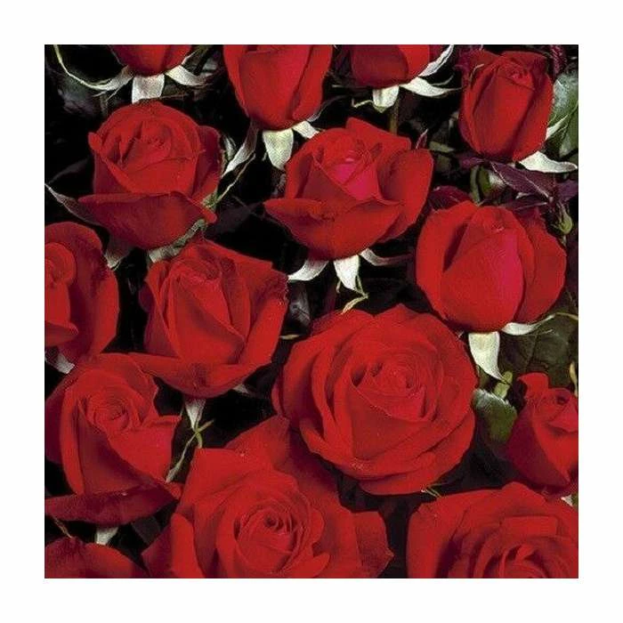 'Happy Ruby Wedding' Bush Rose - 5.5L Pot 5 'Happy Ruby Wedding' Bush Rose - 5.5L Pot - Image 3