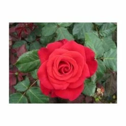 'Happy Ruby Wedding' Bush Rose - 5.5L Pot 9 'Happy Ruby Wedding' Bush Rose - 5.5L Pot -June Plants Sales Store PL6121A add image 3 f513