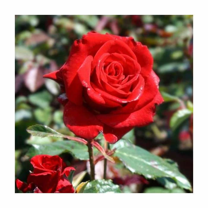 'Happy Ruby Wedding' Bush Rose - 5.5L Pot 3 'Happy Ruby Wedding' Bush Rose - 5.5L Pot