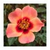 For Your Eyes Only' Bush Rose - 4L Pot -June Plants Sales Store PL6127A main image fcad