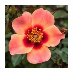 For Your Eyes Only' Bush Rose - 4L Pot