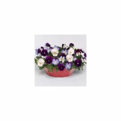 Pansy Cool Wave® Mixed Speed Planter for Hanging baskets -June Plants Sales Store PL6216 add image 2 12a1
