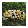 Pansy Cool Wave® Mixed Speed Planter for Hanging baskets 2 Pansy Cool Wave® Mixed Speed Planter for Hanging baskets -June Plants Sales Store PL6216 main image c705