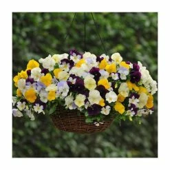 Pansy Cool Wave® Mixed Speed Planter for Hanging baskets -June Plants Sales Store PL6216 rollover image 1dc7