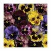 'Frizzle Sizzle' Pansy Mix | 3 x 10.5cm Pots -June Plants Sales Store PL6225X3 main image 7565