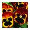 Pansy Jumbo 'Fire' | 10.5cm Pot -June Plants Sales Store PL6227 main image 781d
